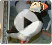 Project Puffin Visitor Center video